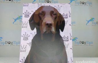 Review: Personalize My Pup Pet Portrait Canvas Wrap Personalize My Pup Pet Portrait Canvas Wrap