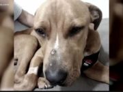 Severely Hurt Dog Shot in the Face and Left for Dead in the Woods Has Been Rescued Severely Hurt Dog Shot in the Face and Left for Dead in the Woods Has Been Rescued