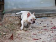 Small Dogs Lie About Their Size, Study Says Small Dogs Lie About Their Size, Study Says (and 5 More Facts About Dog Scent Marking)