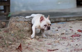 Small Dogs Lie About Their Size, Study Says Small Dogs Lie About Their Size, Study Says (and 5 More Facts About Dog Scent Marking)