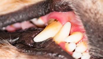 how to help gingivitis in dogs