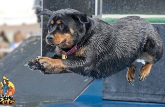 TOP #73: The Competitive Dog Sport of Dock Diving The Competitive Dog Sport of Dock Diving
