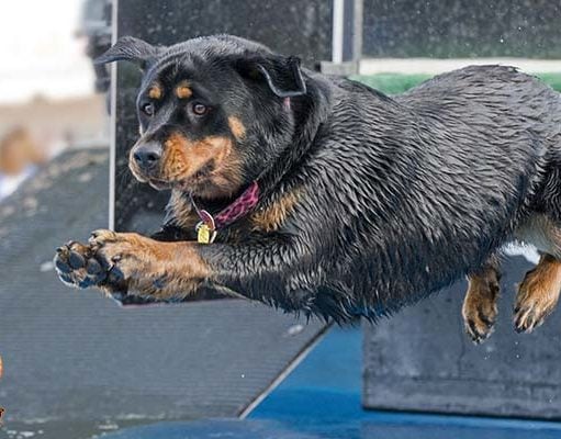 TOP #73: The Competitive Dog Sport of Dock Diving The Competitive Dog Sport of Dock Diving