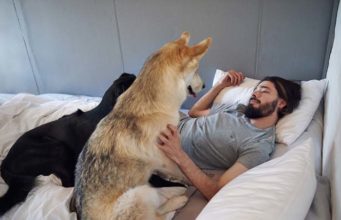 11 Things I’ve Learned from Being a Dog Owner The dog likes to cuddle next to you