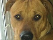 Dog Died of Starvation After the Owner Left Him Alone for 2 Months This Dog Died of Starvation After the Owner Left Him Alone for 2 Months