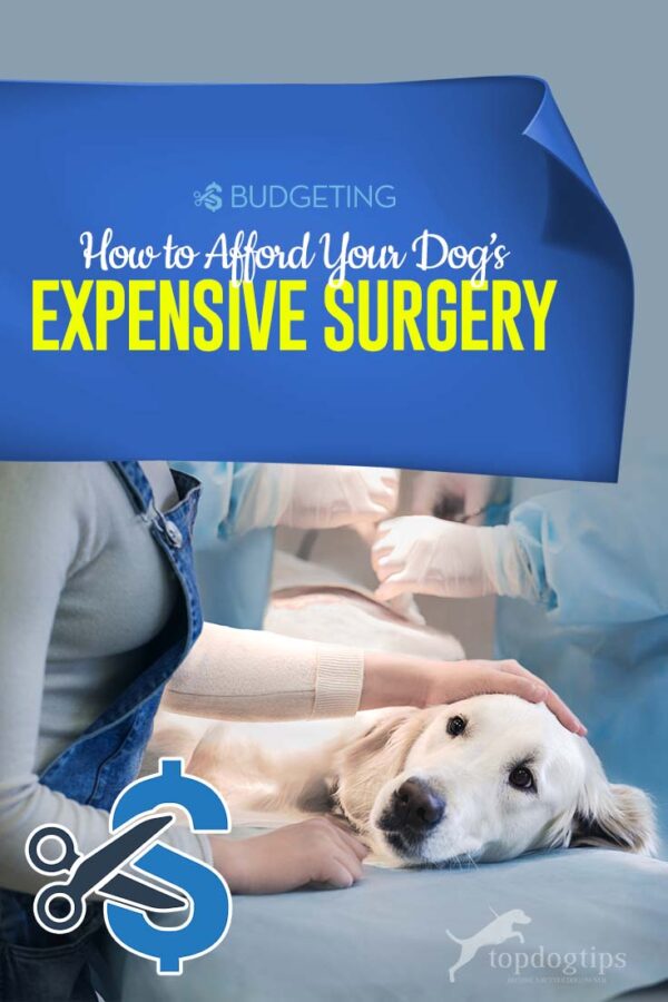 How to Afford an Expensive Pet Surgery - All Available Options You Have