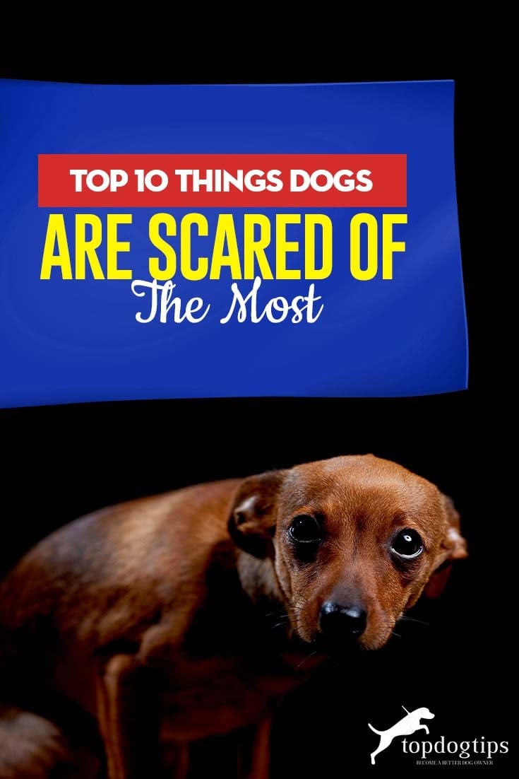 why do dogs get scared