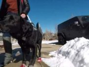 Uber Refuses to Drive Woman Because of Her Guide Dog Uber Driver Refuses a Woman Because of Her Guide Dog