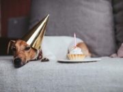 What Are Dog Years? (And How to Know How Old Your Pup Is) What Are Dog Years (And How to Know How Old Your Pup Is)