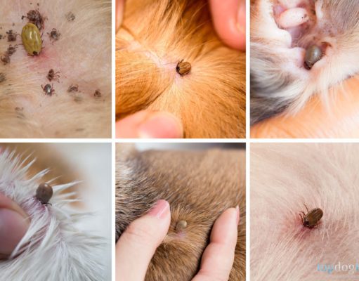 What Does a Tick Look Like on a Dog? What Does a Tick Look Like on a Dog