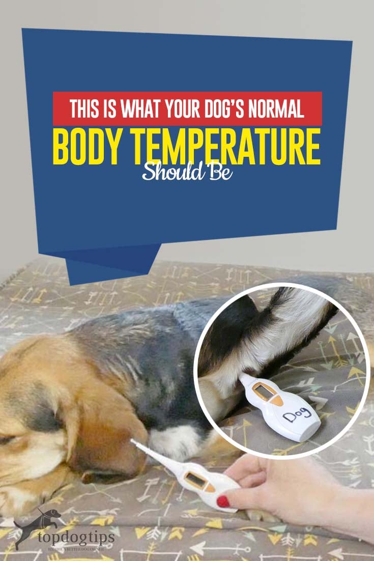 What Is a Dog’s Normal Temperature - Tips and Advice