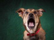 What Sound Does a Dog Make? What Sound Does a Dog Make