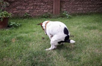 What to Give a Constipated Dog? What to Give a Constipated Dog