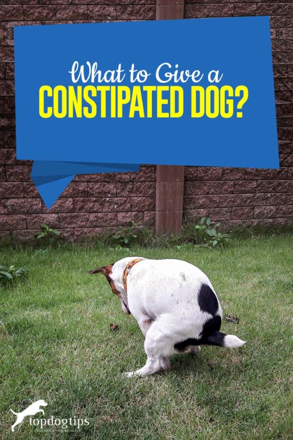 Photo inspiration: What To Give A Constipated Dog Foods Supplements And More Photo Inspiration