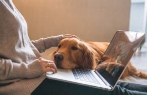 What’s Wrong With My Dog? The 5 Best Symptom Checkers Online What's Wrong With My Dog - The 5 Best Symptom Checkers Online