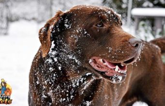 TOP #70: Winter Dog Care Tips Winter Dog Care Tips