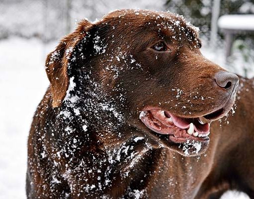 TOP #70: Winter Dog Care Tips Winter Dog Care Tips
