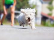 15 Fun Ways to Workout With Your Dog 15 Fun Ways You Can Workout With Your Dog