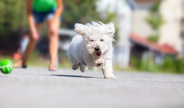 Can You Overexercise Your Dog? 12 Signs to Watch Out For!