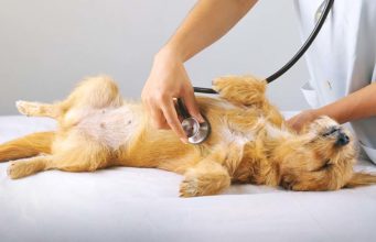 4 Heart Problems in Dogs: Signs, Causes and Treatments 4 Heart Problems in Dogs - Causes, Symptoms and Treatments