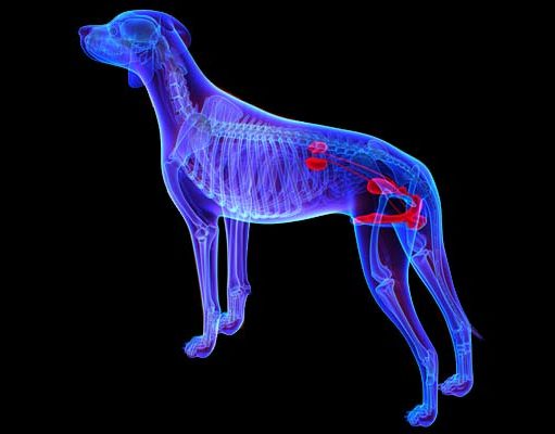 4 Signs of Kidney Problems in Dogs (And What to Do) 4 Signs of Kidney Problems in Dogs (And What to Do)