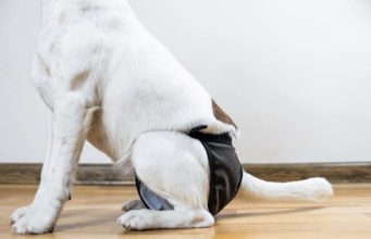 5 Bladder Problems in Dogs: Signs and Treatment 5 Bladder Problems in Dogs - How to Recognize Them and What to Do