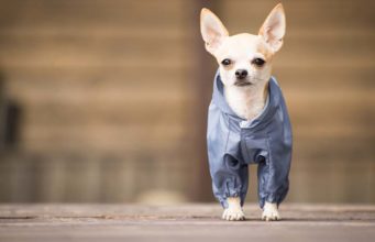 6 Types of Small Dog Clothes That Your Pooch Needs 6 Small Dog Clothes That Your Pooch Needs
