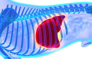 7 Signs of Liver Problems in Dogs (And What to Do About Them) 7 Signs of Liver Problems in Dogs (And What to Do About Them) featured image