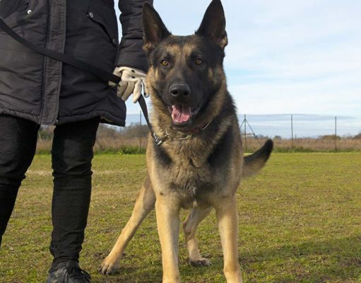 A Dog for Personal Protection: 6 Things You Must Consider First A Dog for Personal Protection - 6 Things You Must Consider First