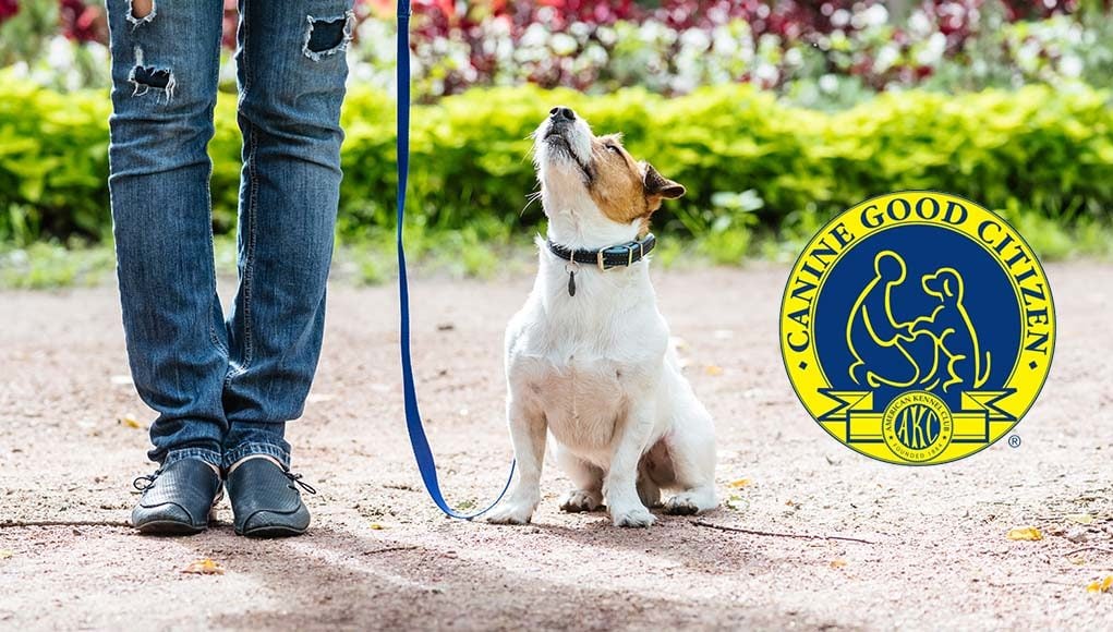 Canine Good Citizen Certification Everything You Need to Know