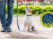 Canine Good Citizen Certification: Everything You Need to Know AKC Canine Good Citizen Certification - Everything You Need to Know