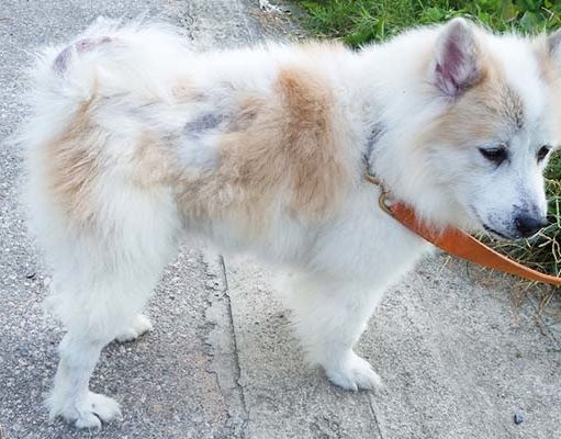 Common Thyroid Problems in Dogs and What to Do About Them Common Thyroid Problems in Dogs and What to Do About Them