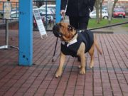 Couple Rush Their Wedding So Dying Dog Can Be Part Of It Couple Rush Their Wedding So Their Dying Dog Can Be a Part Of It