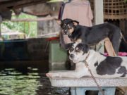 Disaster Preparedness: Are You and Your Pet Prepared? Disaster Preparedness - Are You and Your Pet Prepared