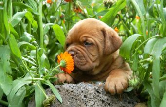 How Dogs Use Their Nose to See and Understand the World How Dogs Use Their Nose to See and Understand the World