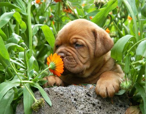 How Dogs Use Their Nose to See and Understand the World How Dogs Use Their Nose to See and Understand the World