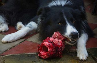 How Much Organ Meat to Give Your Dog How Much Organ Meat to Give Your Dog