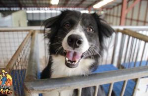 TOP #76: How to Adopt from the ASPCA and How to Help If You Can’t Adopt How to Adopt from the ASPCA and How to Help If You Can't Adopt