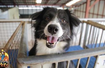 TOP #76: How to Adopt from the ASPCA and How to Help If You Can’t Adopt How to Adopt from the ASPCA and How to Help If You Can't Adopt