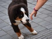 How to Tell Other Dog Owners They’re Doing Something Wrong How to Tell Other Dog Owners They’re Doing Something Wrong