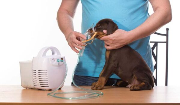 Picture of Breathing Problems in Dogs: How to Spot Them and What to Do
