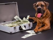 Lifelong Dog Care Costs Explained Lifelong Dog Care Costs Explained