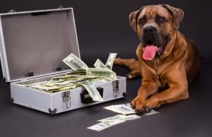 Lifelong Dog Care Costs Explained Lifelong Dog Care Costs Explained