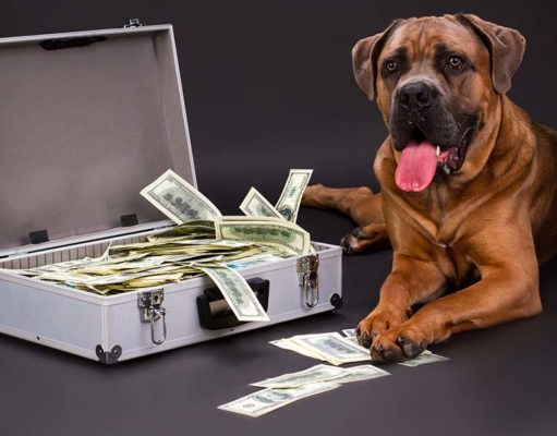 Lifelong Dog Care Costs Explained Lifelong Dog Care Costs Explained