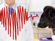 Normal Heart Rate for Dogs: Important Things to Know Normal Heart Rate for Dogs - Important Things to Know featured image