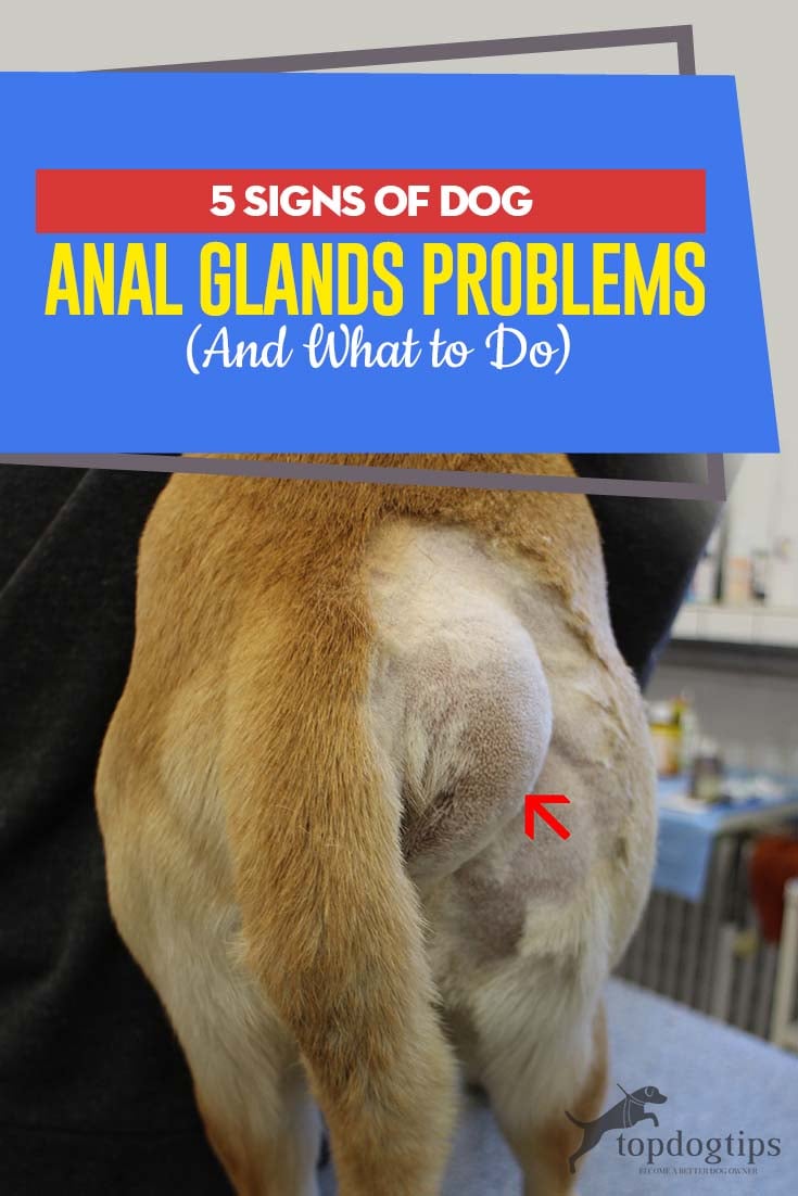 Do Female Dogs Need Their Glands Expressed