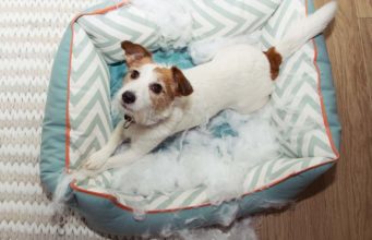 Top 6 Best Chew-Proof Dog Beds Top 6 Best Chew Resistant Dog Beds