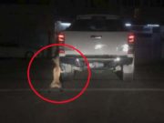 Video: Man Drags a Dog Tied to His Moving Truck Video - Man Cruelly Dragged a Dog Tied to His Moving Truck