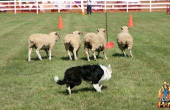 TOP #75: What Are Sheepdog Trials and Are They Safe What Are Sheepdog Trials and Are They Safe
