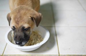 What Can I Give My Dog for Diarrhea? What Can I Give My Dog for Diarrhea